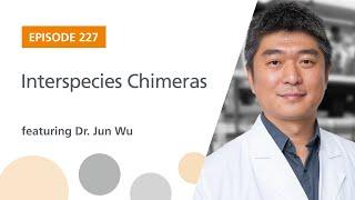 Interspecies Chimeras featuring Dr. Jun Wu | The Stem Cell Podcast