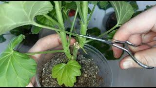 Pinching, pruning, forming young Geraniums, Pelargoniums for a lush bush