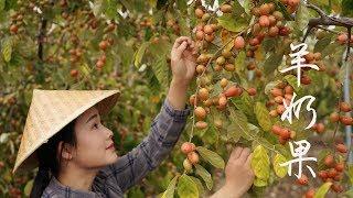 Nhót - Thứ trái cây nghe tên là chua đến chảy nước miếng