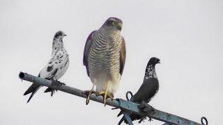 The hawk is complying! Pigeons in Shock! The fight continues!