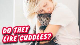 Do British Shorthair Cats Like To Be Picked Up And Cuddled?