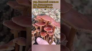 ️Зимние опята, грибы экстрималы #грибалка #грибочки #грибомания #mushroom #фламмулина #природа