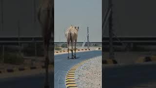 Habibi Camel  in Umm Al Quwain