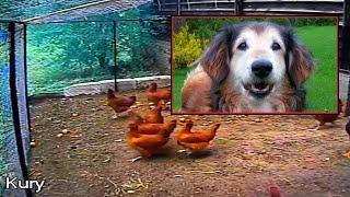 Dog saves chickens from fox