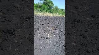 Ploughing out sugarcane after meager pay by a sugar company in Kenya.