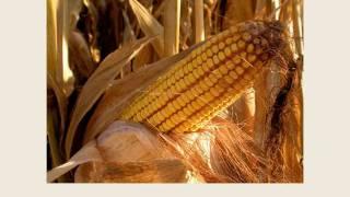 Mark Huston Grain Farmers of Ontario Corn and Whisky
