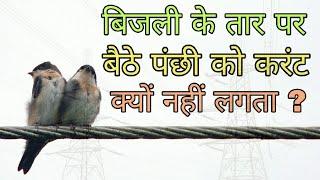 Why Bird don't get Shocked on Electric Power Lines (In Hindi)