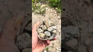 Survival Skills: How to Clean Water Naturally #bushcraft #survival #camping #shorts