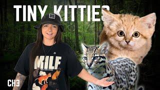 The 8 Lineages of Cats (That We Know Of) I History of Cats Episode 3