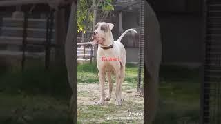 Bully kutta Keasri S% Tiger2