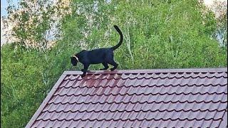 Luna the panther and her new bed‍⬛(ENG SUB)