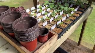 Why a Planting Table is Important - Especially in the Greenhouse!