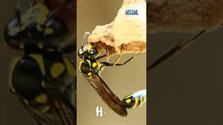 Bug Bonanza: Exploring the World of Tiny Creatures | Little Flower | kids