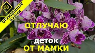 Как размножаются орхидеи в домашних условиях. Когда и как правильно отделить детку от орхидеи