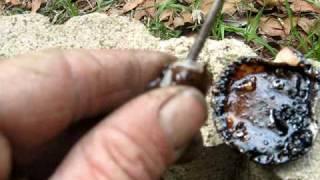 Trapper Jack  survival making a blow gun dart