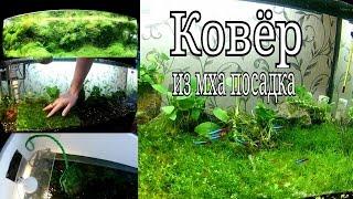 Посадка яванского мха ковром / Planting Javanese moss carpet