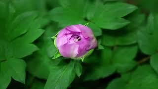 The Peony Episode 3 The One True Flower