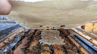 Winter is Coming! Beekeeping LIVE CHAT!