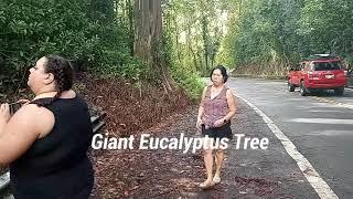 Gypsy Guide App Road to Hana @ NOAH'S TRAVEL S4E55