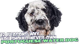 12 Reasons Why You Should Never Own a Portuguese Water Dog 