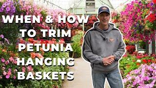 When & How to TRIM Your Petunia Hanging Baskets - Two Reasons to Trim Back Petunias