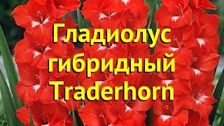 Гладиолус гибридный Традерхорн. Краткий обзор, описание характеристик Traderhorn