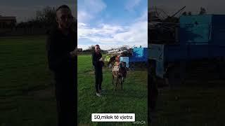 Ujku shijakut , shitet gomari flori offocial per 50mij lek !!