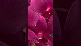 Dendrobium Red strip Flower  Naji’s World #najisworld