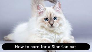 How to care for a Siberian cat || How to take care of a Siberian cat || Siberian cats cares guide