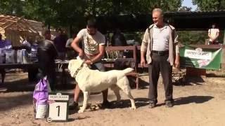 Выставка волкодавов.Судья Кяризов Гельды Курбанович(Часть седьмая)