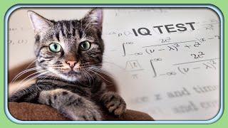 Cat IQ Test | Solving the Puzzle for Treats!