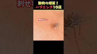 Instagramで7億回バズった動物ハプニング動画10選！10 Animal Happenings Videos That Got 700 Million Buzz on Instagram!#犬