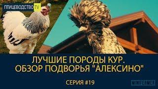 Лучшие породы кур. Обзор подворья "Алексино" \\ Питомник породистых кур