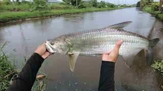 My Worst Tarpon Catch and Release.