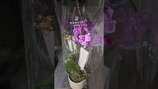 Лондон. Орхидеи. Мультифлоры. Продуктовый. London. Orchids. Multifloras. Grocery.