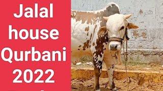 Jalal house Qurbani 2022 Rocky