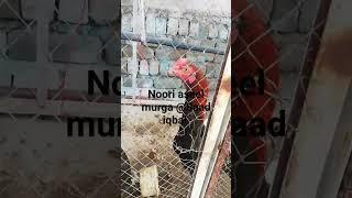 The noori aseel murga@Saad iqbal #shorts #viral #youtube #shows #aseel #chicken #allpetloversaseel