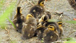 Cute duckling healing video