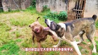 中亚犬对战比特犬招招制敌，斗犬力战不支准备逃跑