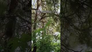 The camping TV #remix #newmusic mountain camping