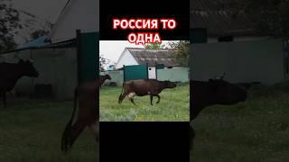 Россия то одна. После кина. Авторское чтение. Анатолий Стреляный  @UHOLOS #Short