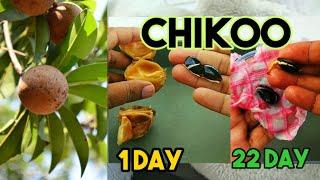 How To Grow At Chikoo Seed|| Sapodilla/Sapote Growing From Seed|| Seed Grow As Unique Technic