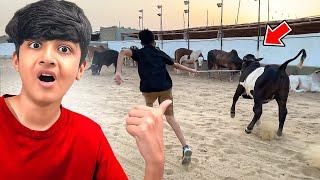 Mohib ky hath sy bull khul gya? | 24 hours in mandi