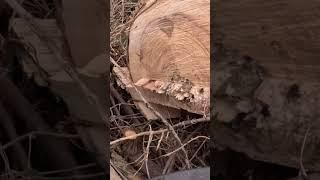 Dangerous Dead Ash‼️️#firewood #dangerous
