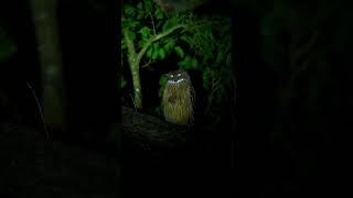 Apa loe lihat lihat !! Buffy fish owl