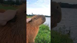 Petting Another Wild Capybara!