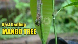 Best Season Grafting Method Mango Tree and Showing Result