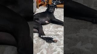  Oops I farted again! #jojotheboxer