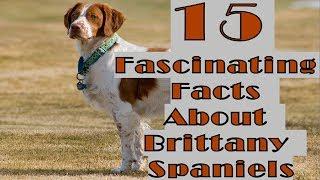 15 Fascinating Facts About Brittany Spaniels