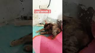 kucingku lagi bersih2#videoshorts#shorts#kucingkampung#catlover#cats#videopendekshorts#